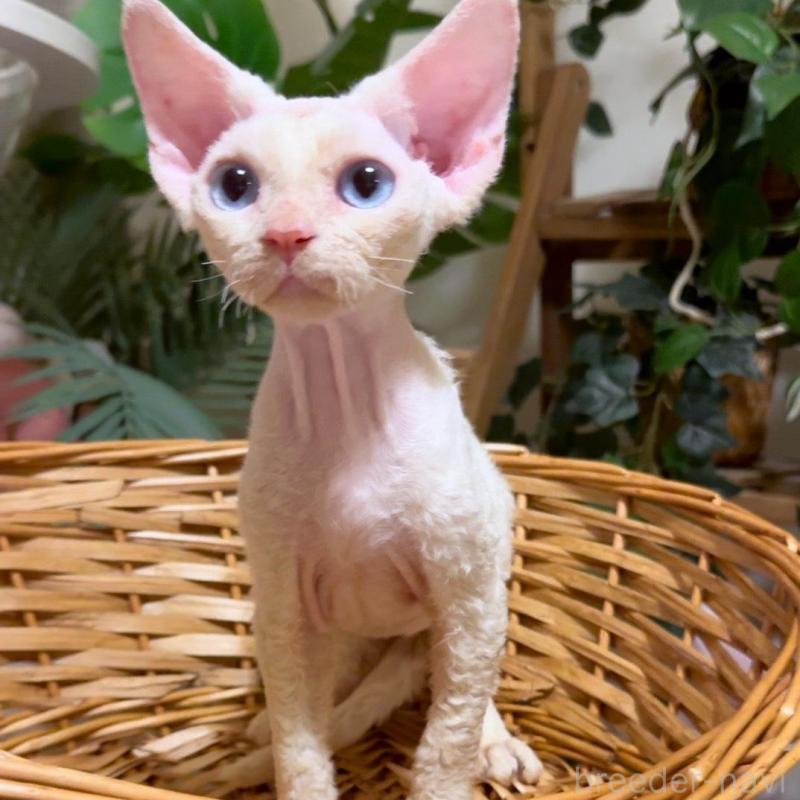 販売中の神奈川県のデボンレックス-130269の4枚目