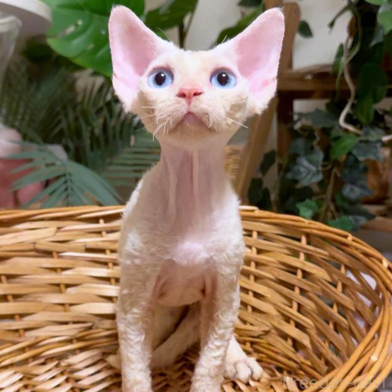 販売中の神奈川県のデボンレックス-130269の3枚目