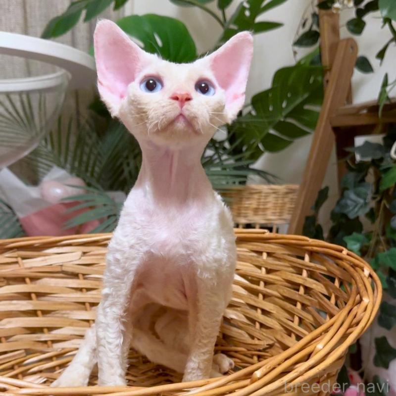 販売中の神奈川県のデボンレックス-130269の2枚目