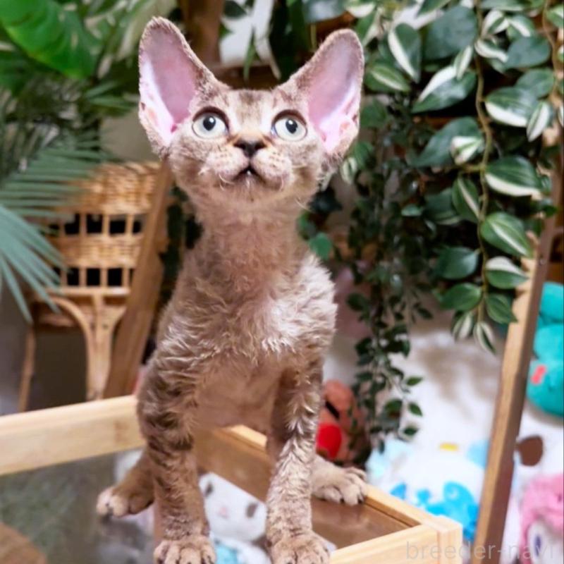 販売中の神奈川県のデボンレックス-130270の5枚目