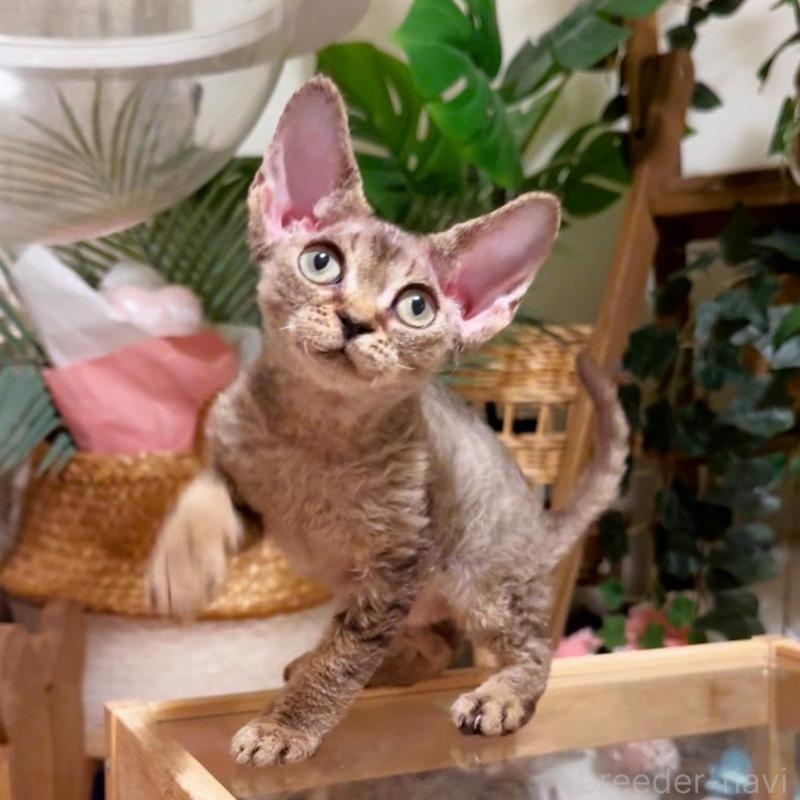 販売中の神奈川県のデボンレックス-130270の4枚目