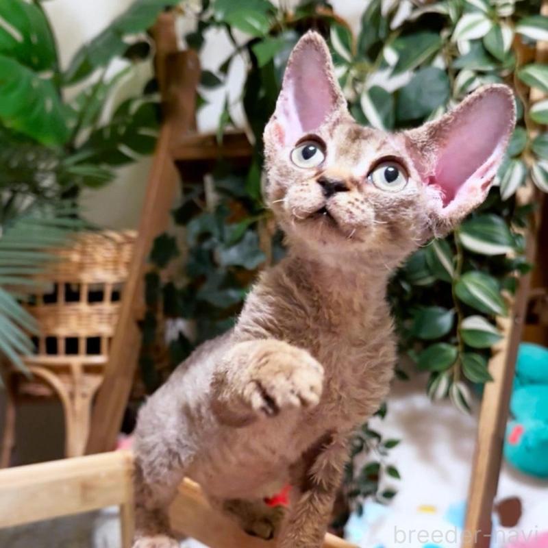 販売中の神奈川県のデボンレックス-130270