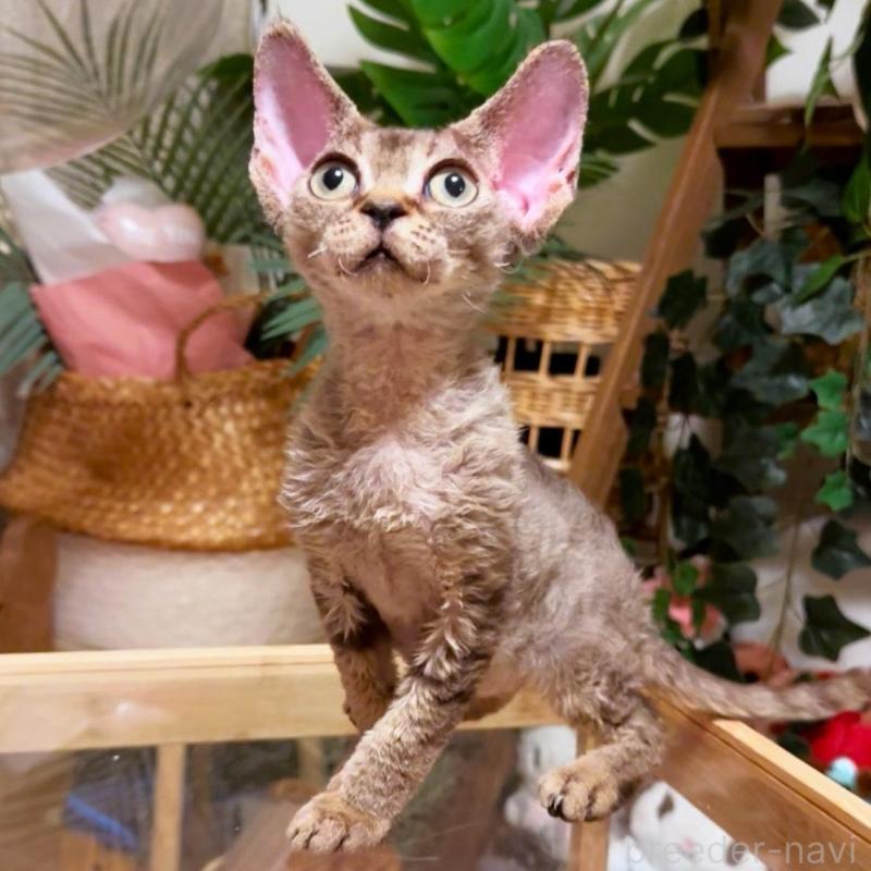 販売中の神奈川県のデボンレックス-130270の3枚目