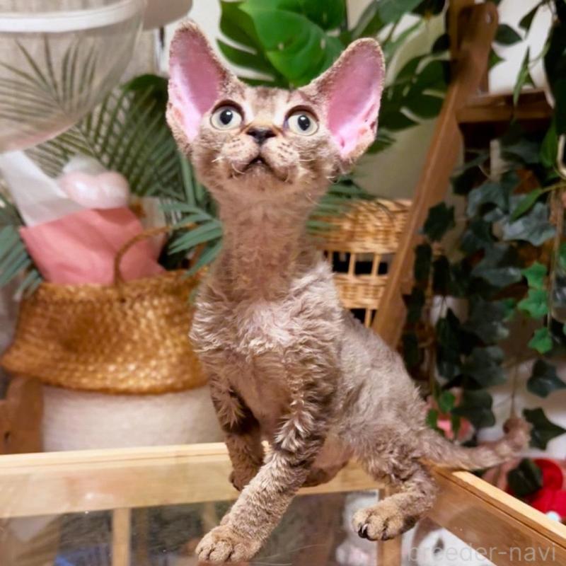 販売中の神奈川県のデボンレックス-130270の2枚目