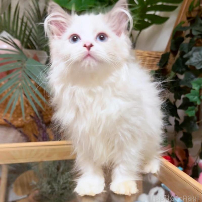 販売中の神奈川県のセルカークレックス-130271の7枚目