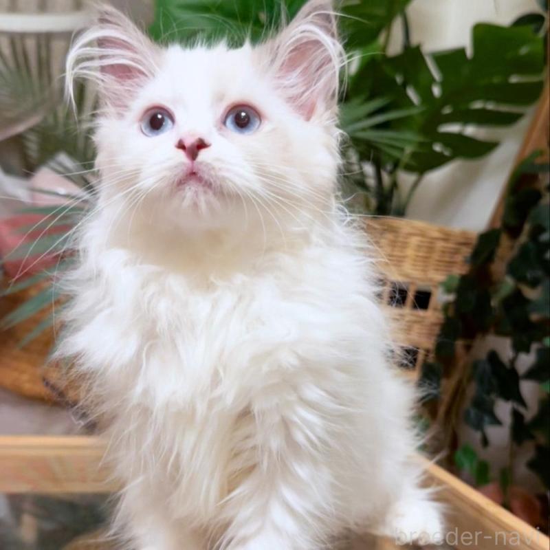 販売中の神奈川県のセルカークレックス-130271の6枚目