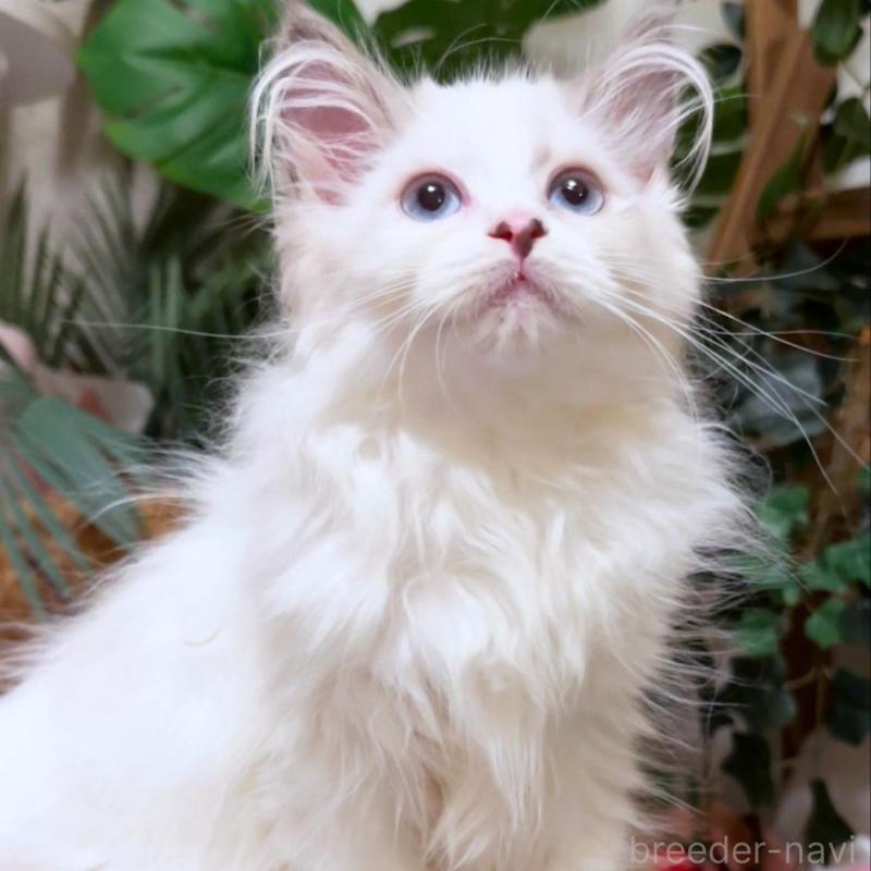 販売中の神奈川県のセルカークレックス-130271の5枚目