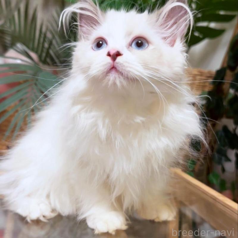 販売中の神奈川県のセルカークレックス-130271の4枚目