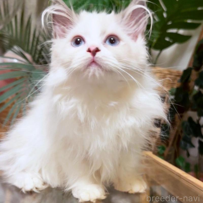 販売中の神奈川県のセルカークレックス-130271の3枚目