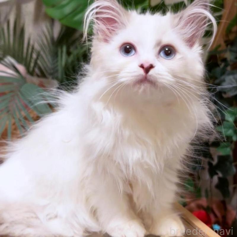 販売中の神奈川県のセルカークレックス-130271