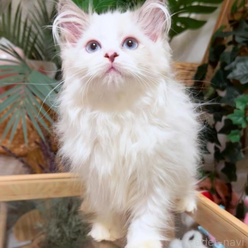 販売中の神奈川県のセルカークレックス-130271の2枚目