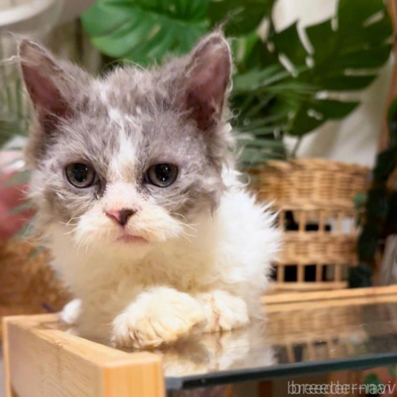 販売中の神奈川県のセルカークレックス-130272の7枚目