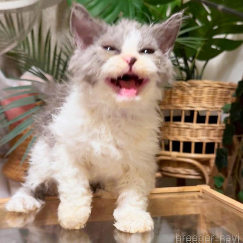 販売中の神奈川県のセルカークレックス-130272の6枚目