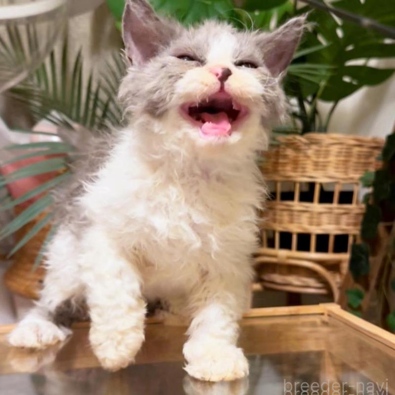 販売中の神奈川県のセルカークレックス-130272の5枚目