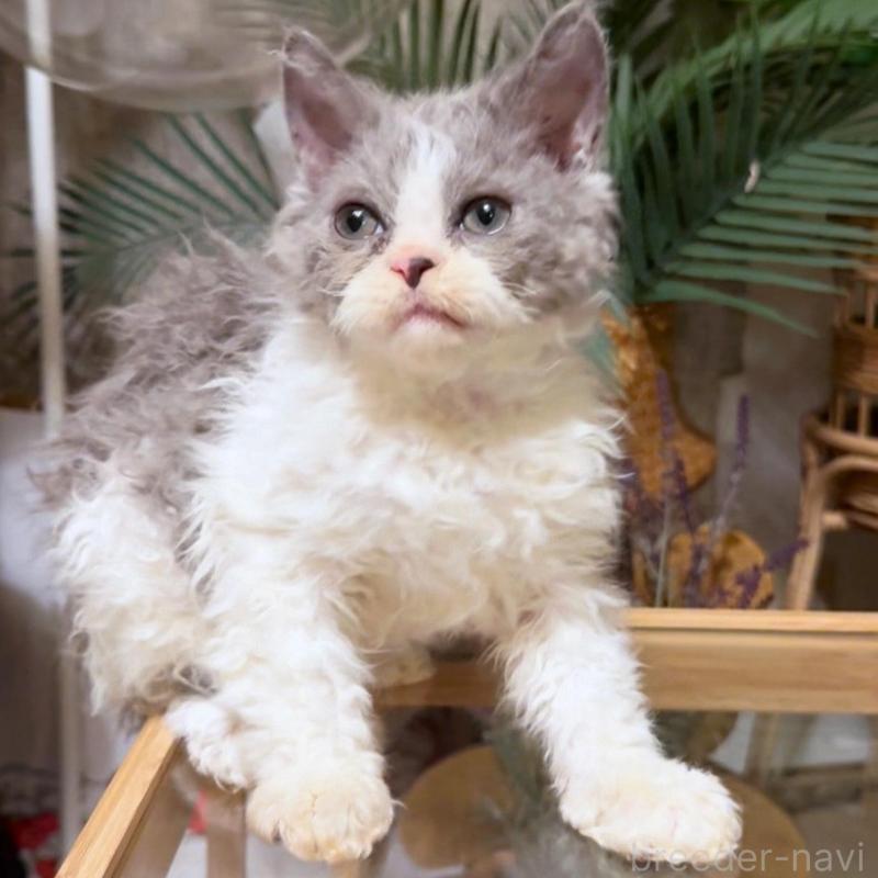 販売中の神奈川県のセルカークレックス-130272の4枚目