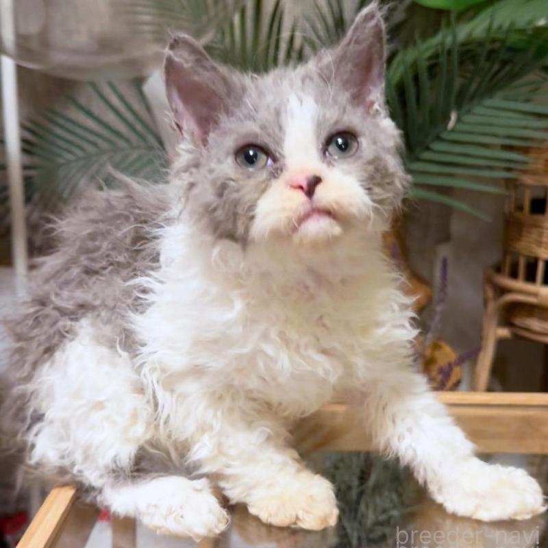 販売中の神奈川県のセルカークレックス-130272