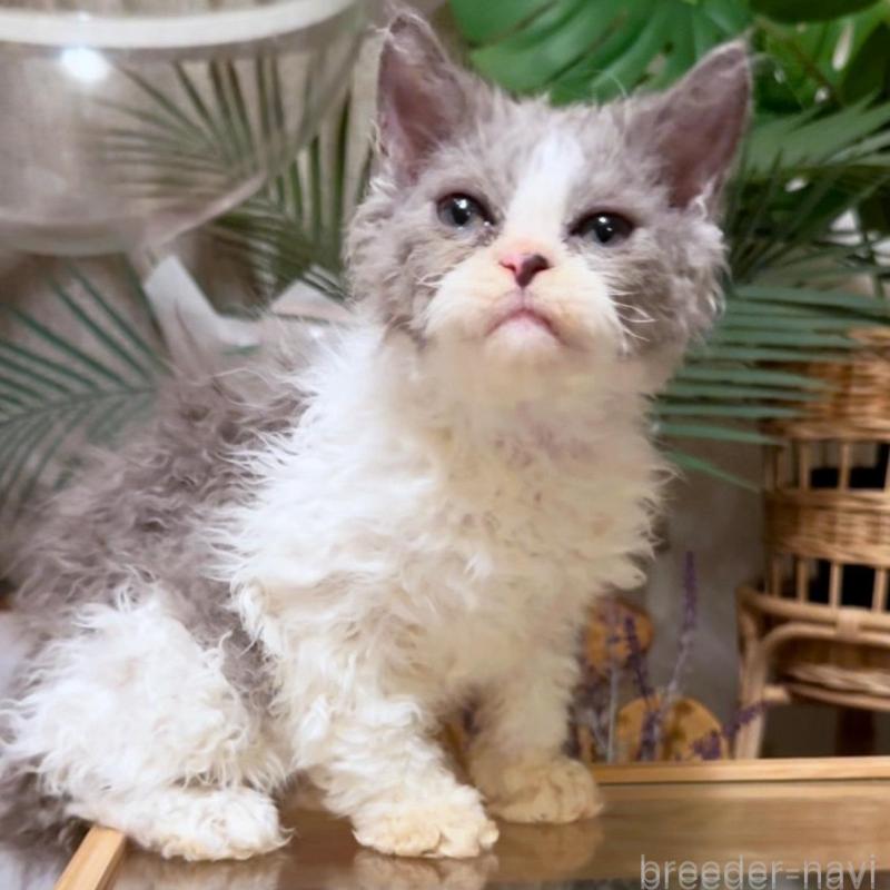 販売中の神奈川県のセルカークレックス-130272の3枚目