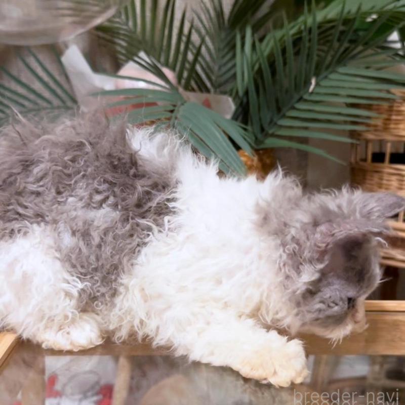 販売中の神奈川県のセルカークレックス-130272の2枚目