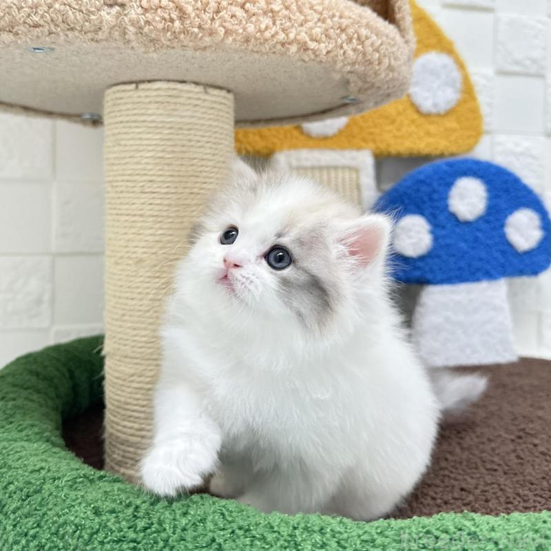 販売中の三重県のミヌエット-130273の5枚目