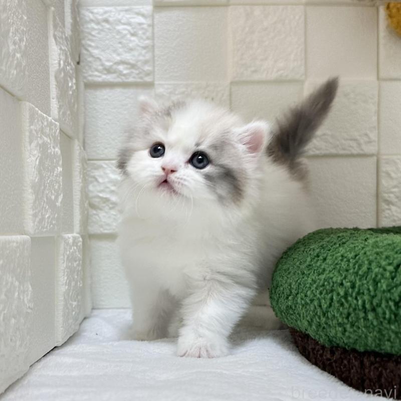 販売中の三重県のミヌエット-130273の4枚目