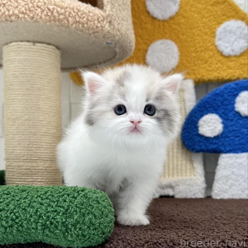 販売中の三重県のミヌエット-130273の3枚目