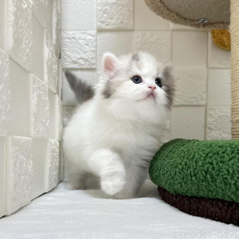 販売中の三重県のミヌエット-130273の2枚目