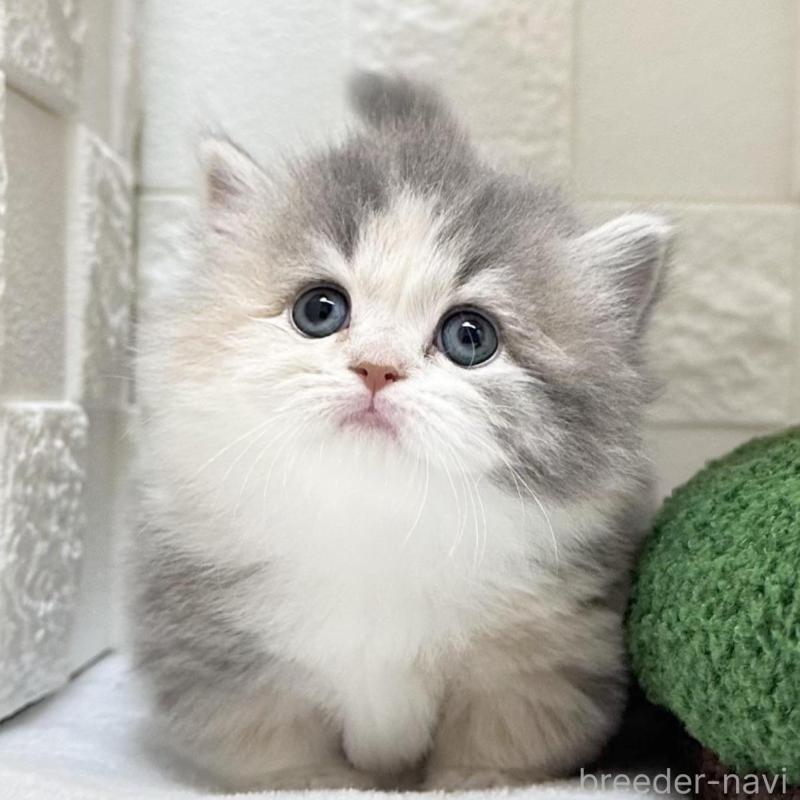 販売中の三重県のミヌエット(短足)-130274