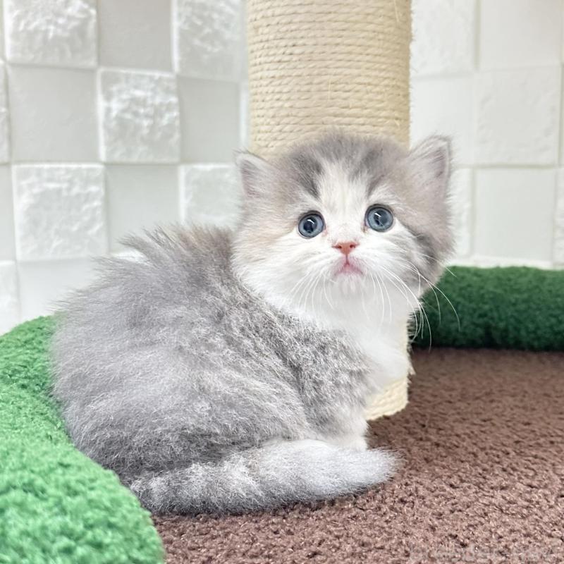 販売中の三重県のミヌエット(短足)-130274の5枚目