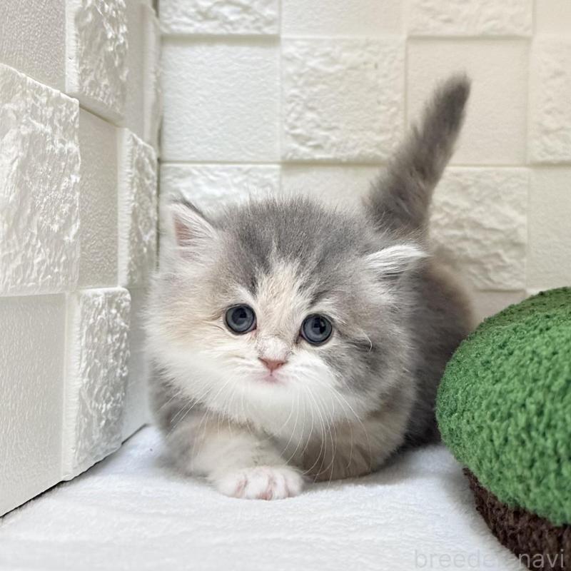 販売中の三重県のミヌエット(短足)-130274の4枚目