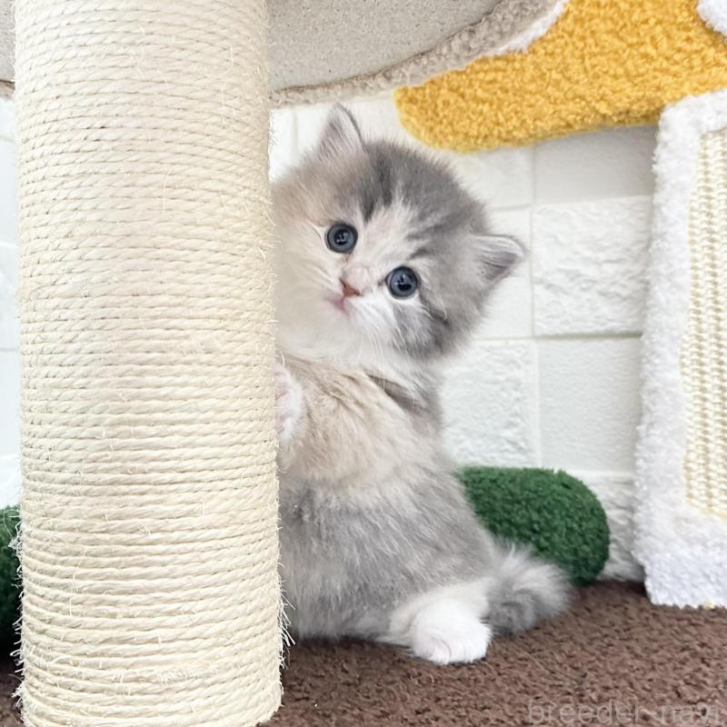 販売中の三重県のミヌエット(短足)-130274の3枚目