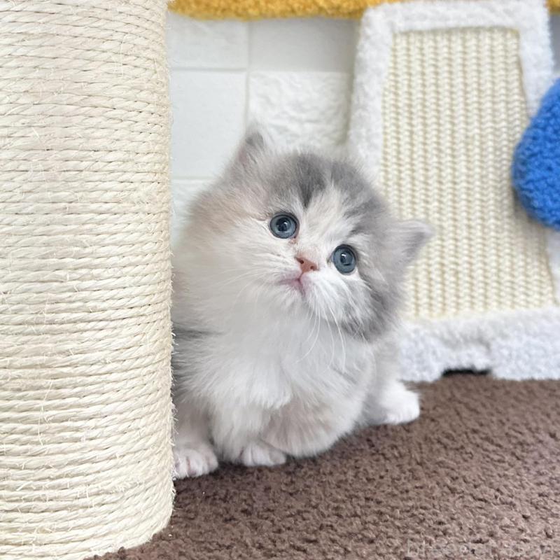 販売中の三重県のミヌエット(短足)-130274の2枚目