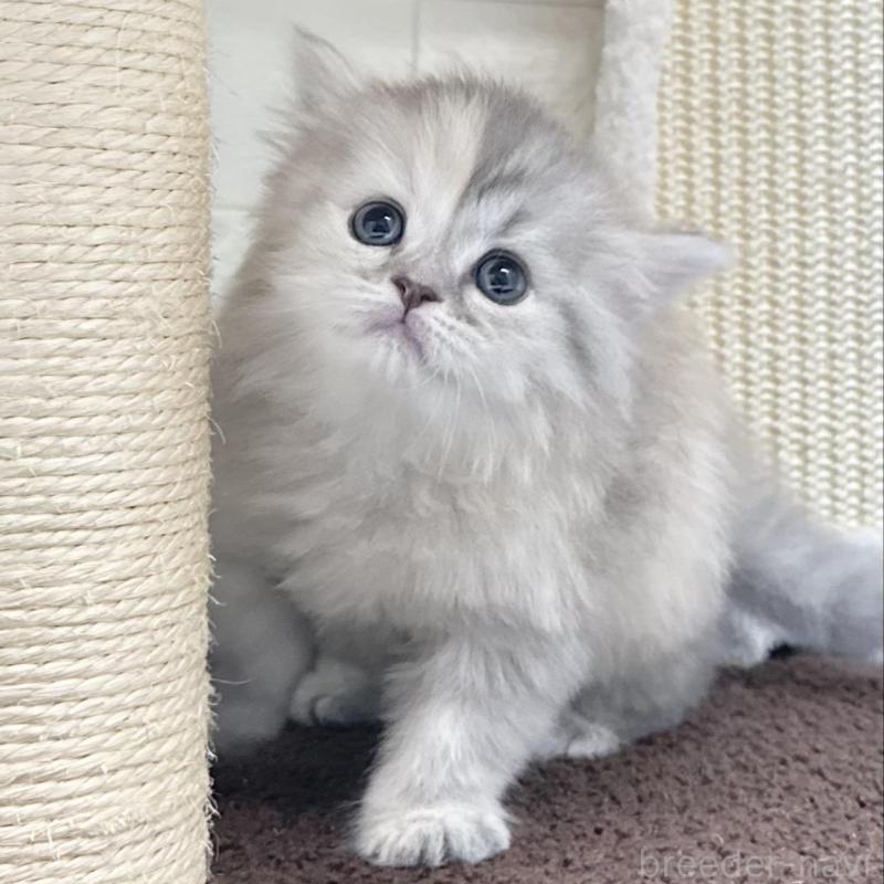 販売中の三重県のミヌエット-130275の5枚目