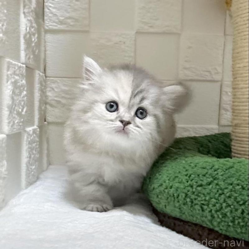 販売中の三重県のミヌエット-130275の4枚目