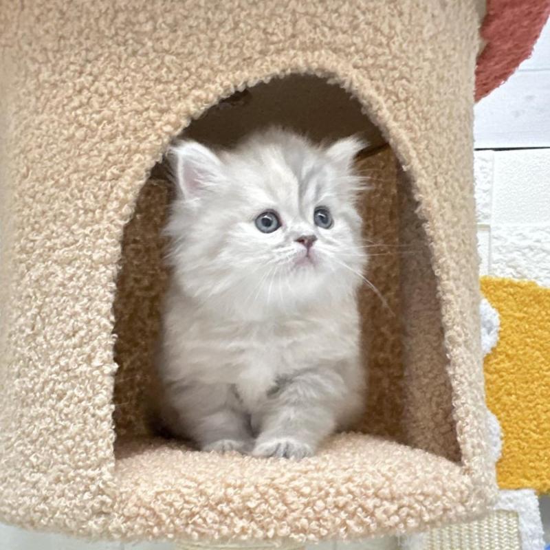 販売中の三重県のミヌエット-130275の3枚目