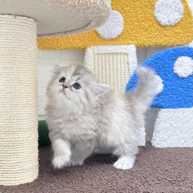 販売中の三重県のミヌエット-130275の2枚目