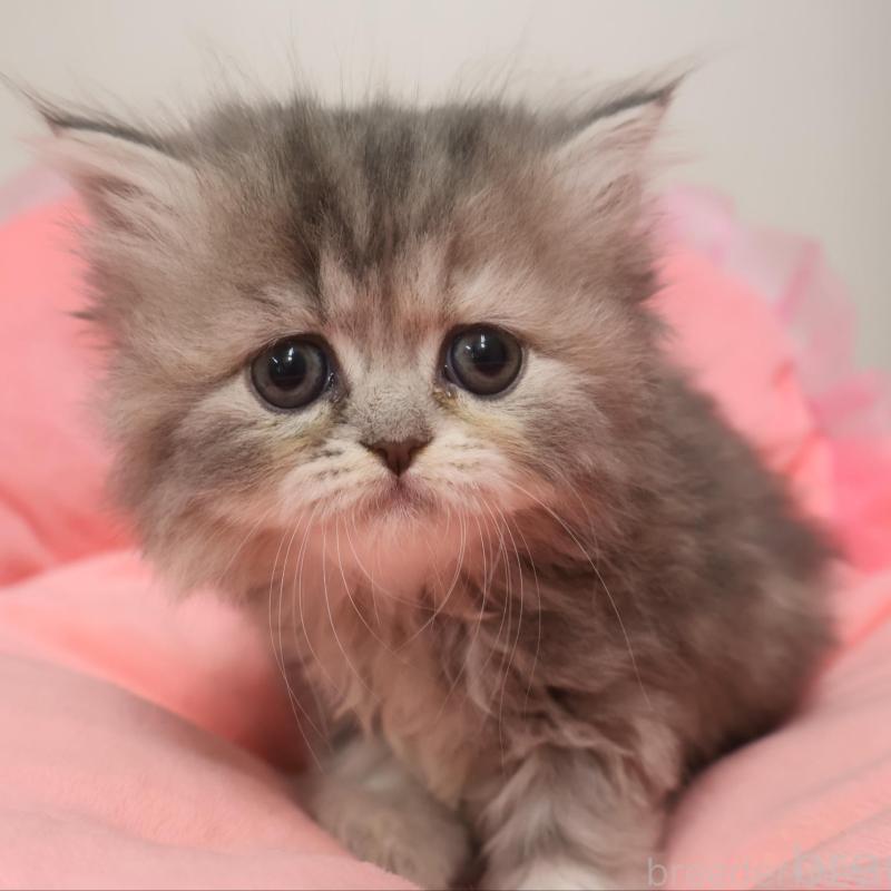 販売中の東京都のミヌエット-130276