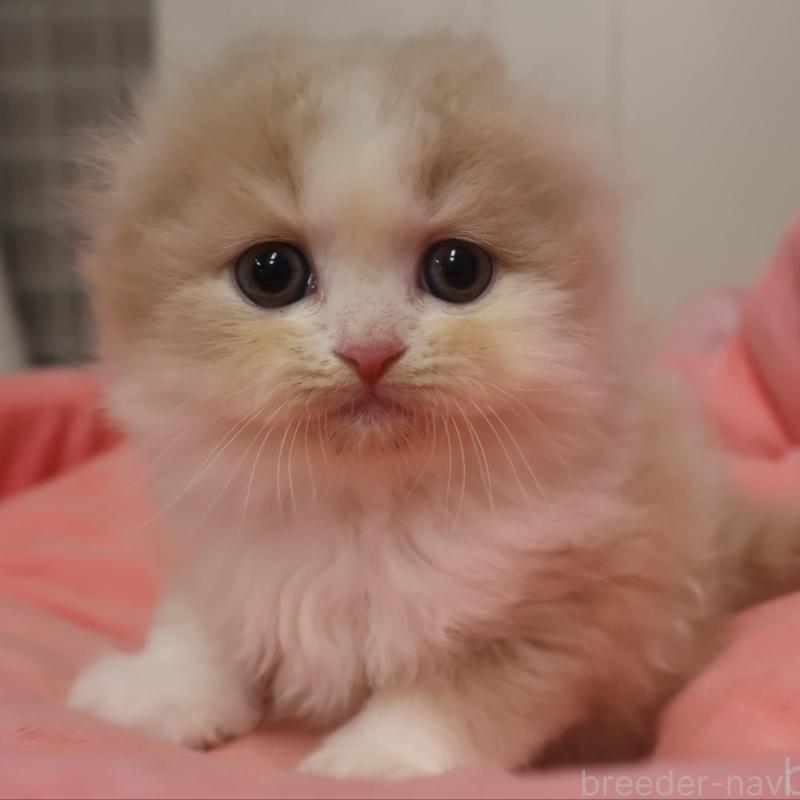 販売中の東京都のスコティッシュフォールド(折れ耳)-130277の1枚目