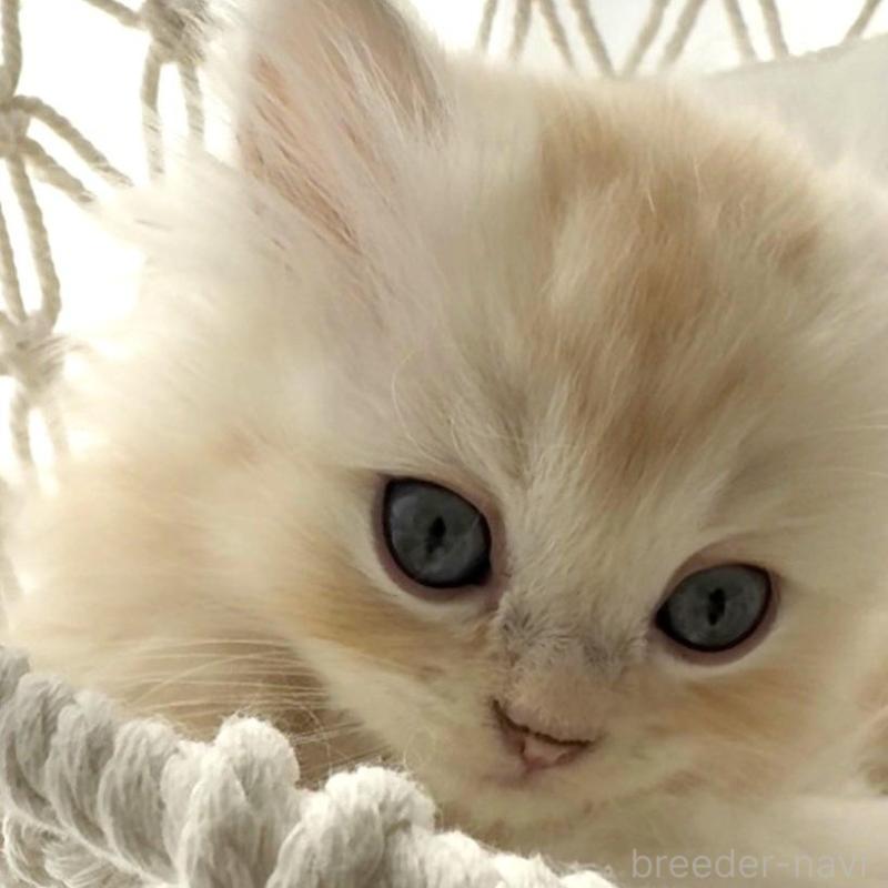 販売中の埼玉県のミヌエット(短足)-130278の3枚目