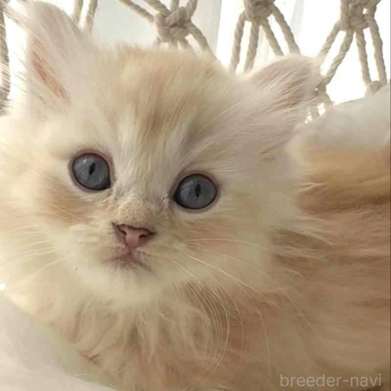 販売中の埼玉県のミヌエット(短足)-130278の1枚目