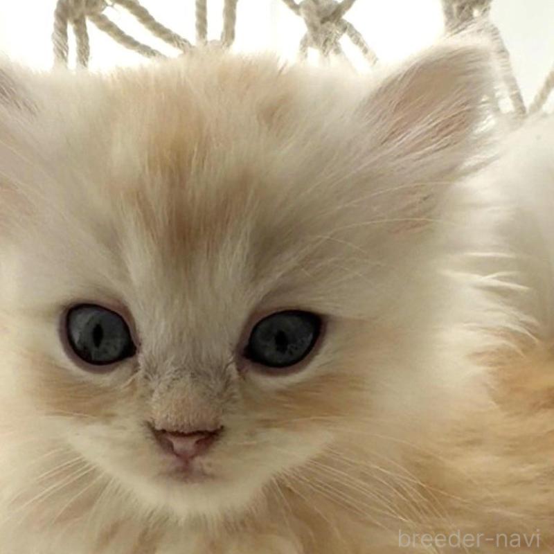 販売中の埼玉県のミヌエット(短足)-130278の2枚目