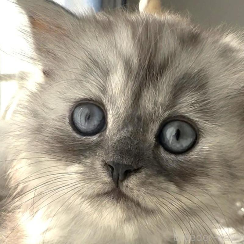 販売中の埼玉県のミヌエット-130279