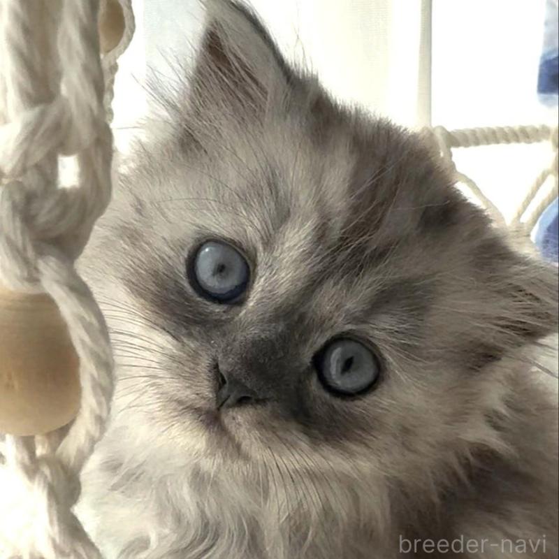 販売中の埼玉県のミヌエット-130279の5枚目