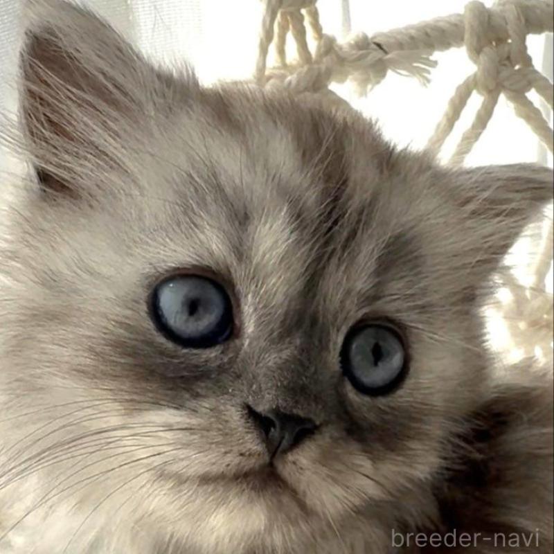 販売中の埼玉県のミヌエット-130279の4枚目