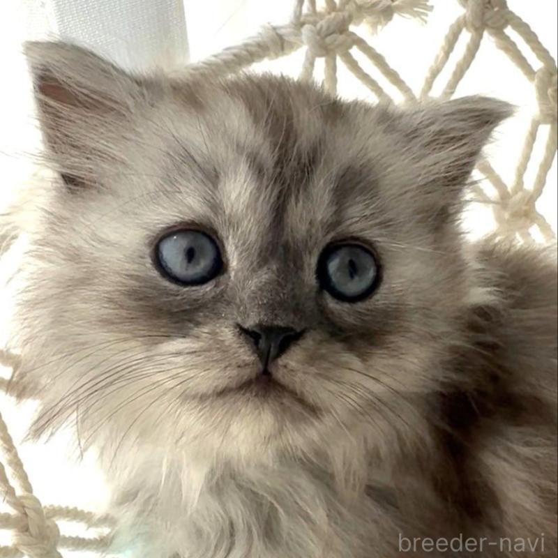 販売中の埼玉県のミヌエット-130279の3枚目