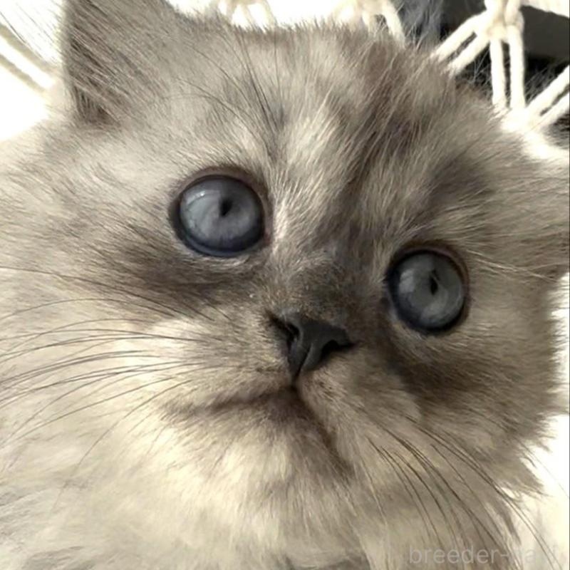 販売中の埼玉県のミヌエット-130279の2枚目