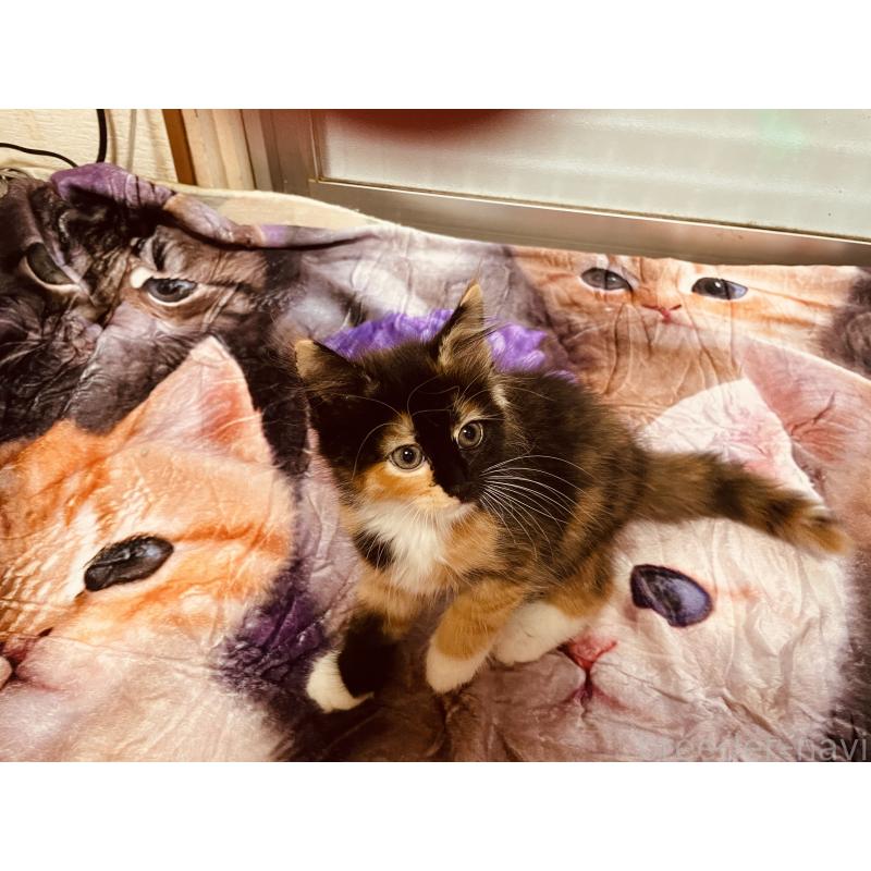 販売中の京都府のメインクーン-128291