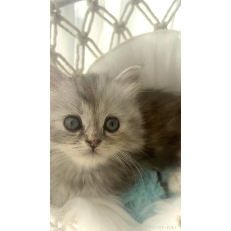 販売中の埼玉県のミヌエット(短足)-130280の7枚目