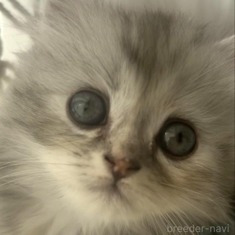 販売中の埼玉県のミヌエット(短足)-130280の6枚目