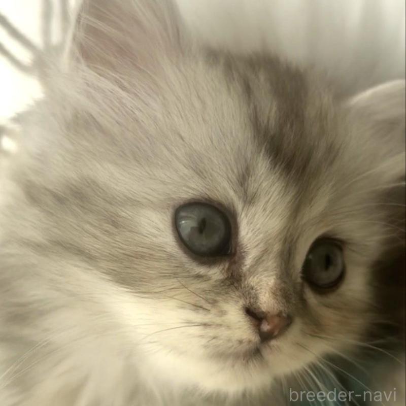 販売中の埼玉県のミヌエット(短足)-130280の5枚目