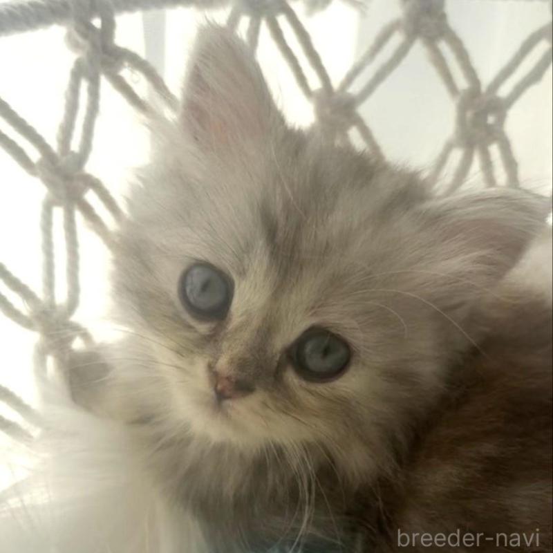 販売中の埼玉県のミヌエット(短足)-130280の4枚目